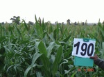 126930190a-rainfed-hilly-agriculture-sorghum.gif