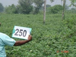 72260250c-rainfed-agriculture-cotton-gram.jpg