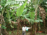 6362077b-irrigated-wetzone-agriculture-banana-dominant-plantation-coconut.jpg