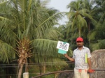 133050366a-irrigated-supplemental-groundwater-mixed-plantation-banana-coconut.gif
