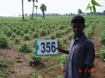 132750356c-rainfed-agriculture-cotton.gif