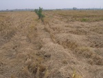 4654RIMG0079.JPG