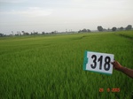 74550318a-irrigated-canal-rice-doublecrop.jpg