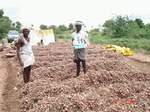 60630111e-irrigated-supplemental-minor-groundwater-onion-groundnut-sunflower-maize-millet.jpg